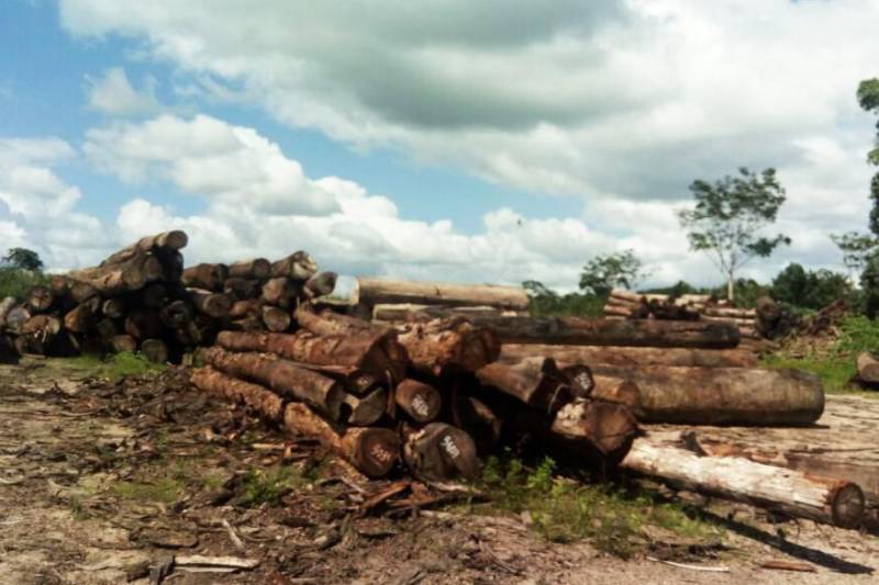 A interdição de serrarias clandestinas e apreensão de quase 3,5 mil metros cúbicos de madeira em toras, de várias espécies, foi o resultado da fiscalização feita pela Secretaria de Estado de Meio Ambiente e Sustentabilidade (Semas), no município de Santa Luzia do Pará, nordeste do Estado, na quarta-feira (7). O flagrante ocorreu depois de uma investigação da equipe de fiscais da Semas, que detectou a atividade ilícita no município. Quatro serrarias funcionavam totalmente irregulares na localidade de Vila Nazaré, em Santa Luzia. As serrarias não estão inscritas no sistema de Cadastro de Consumidores de Produtos Florestais (Ceprof), da Semas; não têm licença ambiental de operação e nem alvará de funcionamento, documentos indispensáveis à legalização da exploração florestal.
FOTO: ASCOM / SEMAS
DATA: 08.03.2018
SANTA LUZIA DO PARÁ <div class='credito_fotos'>Foto: ASCOM SEMAS | <a href='/midias/2018/originais/34225286-533e-4c3e-b8df-06ea5ce86e5e.jpg' download><i class='fa-solid fa-download'></i> Download</a></div>
