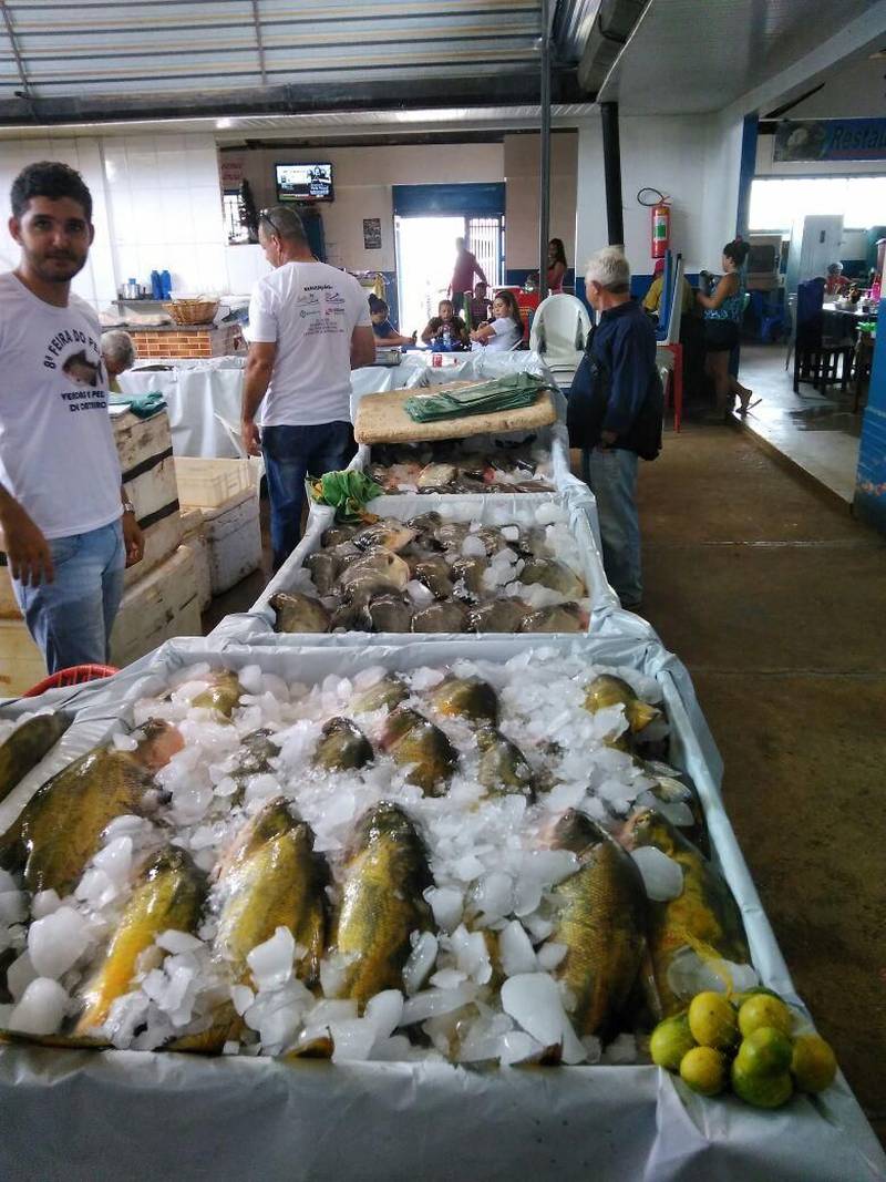 Assim como seu Paulo vários outros produtores estão aproveitando o período para vender ainda mais o produto. Dentro do calendário da semana santa, a Gerência Regional da Emater e da Secretaria de Desenvolvimento Agropecuário e da Pesca de Conceição do Araguaia com apoio dos municípios estão realizando, desta quinta-feira até domingo, a Feira do Pescado (foto) em Redenção, Xinguara, Água Azul do Norte, Tucumã e São Félix do Xingu. Segundo o gerente regional da Emater Luiz Flávio Cavalcante, a previsão é que sejam comercializadas 10 toneladas de várias espécies como caranha, tambaqui, piauaçú e pirarucu.
FOTO: KÉLIA SANTOS / ASCOM CRGSP
DATA: 29.03.2018
MARABÁ - PARÁ <div class='credito_fotos'>Foto: KÉLIA SANTOS / ASCOM CRGSP | <a href='/midias/2018/originais/379b9d81-334a-434b-bcf9-361792e9bc96.jpg' download><i class='fa-solid fa-download'></i> Download</a></div>