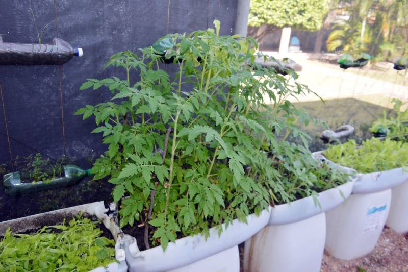 A preocupação com a alimentação saudável, livre de agrotóxicos e adubos químicos, vem aumentando nas primeiras décadas do século XXI. É nesse contexto que começam a ser adotados os alimentos orgânicos, produzidos com técnicas que respeitam o meio ambiente e visam a qualidade de vida de quem os consome. O Hospital Metropolitano de Urgência e Emergência (HMUE), em Ananindeua, implantou uma horta orgânica para pôr em prática os princípios da alimentação saudável e sustentabilidade. A unidade, gerenciada pela Pró-Saúde Associação Beneficente de Assistência Social e Hospitalar sob contrato com a Secretaria de Estado de Saúde Pública (Sespa), chega à sua terceira colheita de hortaliças em 2018, após meses de preparação e esforços dos colaboradores do Serviço de Higienização e Limpeza (SHL), que trabalharam na implantação e, agora, são os responsáveis pelo plantio, manutenção e colheita no espaço.

FOTO: ASCOM / HMUE
DATA: 23.03.2018
ANANINDEUA - PARÁ <div class='credito_fotos'>Foto: ASCOM HMUE   |   <a href='/midias/2018/originais/37b17d90-b9fa-4c6d-a5a9-dcee3f412ca4.jpg' download><i class='fa-solid fa-download'></i> Download</a></div>