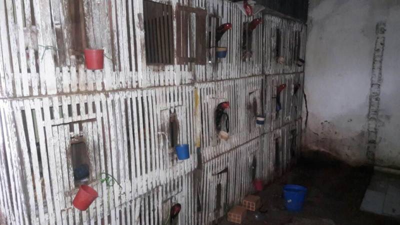 Combater maus-tratos e o comércio ilegal de animais silvestres nas cidades de Belém e Castanhal, na Região Metropolitana, foi o objetivo da operação "Arco e Flexa” pela Polícia Civil na manhã desta quinta-feira (26). Realizada por policiais civis da Divisão Especializada em Meio Ambiente (Dema), a ação contou com investigações sobre locais onde galos eram usados em rinhas e de cativeiros de aves silvestres, que eram comercializadas. As investigações que resultaram na operação foram coordenadas pelos delegados Rayrton Carneiro e Cláudio Gomes. Em Castanhal, no Bairro Nova Olinda, foram resgatados 42 galos da espécie Índio Brasileiros (foto), que eram mantidos em cativeiro e usados em rinhas, mediante apostas em dinheiro. Os galos resgatados, disse o delegado Luis Xavier, diretor da Dema, apresentam mutilações decorrentes das brigas e dos maus-tratos a quem eram submetidos.
FOTO: ASCOM / POLÍCIA CIVIL
DATA: 26.04.2018
CASTANHAL - PARÁ <div class='credito_fotos'>Foto: Ascom / Polícia Civil | <a href='/midias/2018/originais/38abdca0-ff91-4745-bbb0-870aa203d354.jpg' download><i class='fa-solid fa-download'></i> Download</a></div>