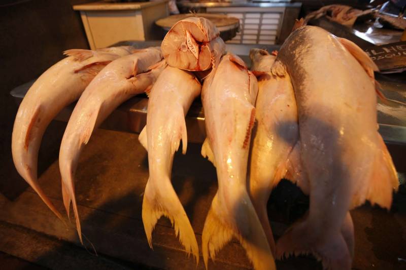 A proibição da saída do pescado durante a Semana Santa já vem sendo posta em prática há mais de duas décadas, mas, ao longo dos últimos anos, vem perdendo cada vez mais a eficácia. Na fato, pescado na feira do Ver-o-Peso.
FOTO: RODOLFO OLIVEIRA / ARQUIVO AG. PARÁ
DATA: 07.03.2018
BELÉM - PARÁ <div class='credito_fotos'>Foto: Rodolfo Oliveira/Ag. Pará | <a href='/midias/2018/originais/38f2e204-b1ba-4e6e-8f25-0534a46e11ac.jpg' download><i class='fa-solid fa-download'></i> Download</a></div>