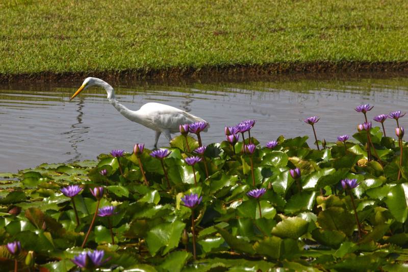Bastante aguardado, o novo Parque Estadual do Utinga (PEUt) será reaberto ao público pelo Governo do Estado nos próximos dias 16 e 17 de março. Os serviços do mais importante espaço de preservação e estudo da biodiversidade dentro da Região Metropolitana de Belém serão oferecidos em caráter experimental. Na sexta-feira, a partir das 16h30, serão realizadas apresentações artísticas, com o Boi Veludinho, crianças do Pro Paz e a premiada Orquestra Sinfônica do Theatro da Paz. A apresentação será em um espaço ao ar livre e não será necessária a retirada de ingressos, por esse motivo, a recomendação é que o público chegue cedo, porque a entrada será fechada quando o espaço estiver lotado. No sábado, será realizada uma grande caminhada, a partir das 8 horas, com paradas para informações educativas sobre a fauna, flora e sobre os novos espaços. Por conta da grande quantidade de pessoas, incluindo crianças e idosos, o Corpo de Bombeiros recomendou e, a organização do evento acatou, a necessidade de se evitar durante a manhã do sábado o trânsito de veículos sobre rodas, como carros, bicicletas, skates e patins. Depois das 12 horas e durante todo o funcionamento do parque, a entrada e o uso por praticantes desta modalidade está completamente liberada no Parque. No domingo, o parque funciona normalmente ao público no horário de 5h30 às 17h, assim como nos outros dias, de segunda a segunda.
FOTO: IGOR BRANDÃO / AG PARÁ
DATA: 11.032018
BELÉM - PARÁ <div class='credito_fotos'>Foto: IGOR BRANDÃO / AG. PARÁ | <a href='/midias/2018/originais/39aad662-444e-491f-a3cb-6cce0e1bb29c.jpg' download><i class='fa-solid fa-download'></i> Download</a></div>