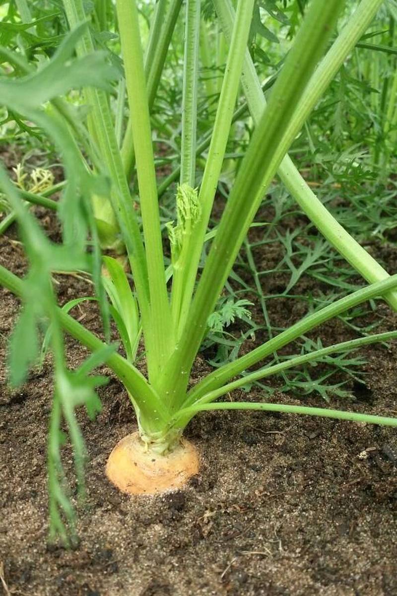 Cultivares como cenoura (foto), pepino, tomate cereja e repolho, produzidos com técnicas agroecológicas por famílias de agricultores de áreas de assentamento do Pará, já começam a ocupar espaço nas feiras dos municípios da região nordeste, resultado do Projeto Pará Produtivo, coordenado pela Secretaria de Estado de Desenvolvimento Agropecuário e da Pesca (Sedap) e executado em parceria com a Empresa de Assistência Técnica e Extensão Rural (Emater) e prefeituras.
FOTO: ASCOM SEDAP
DATA: 12.05.2018 <div class='credito_fotos'>Foto: Ascom Sedap | <a href='/midias/2018/originais/3b13fc55-15a7-4da7-8cd1-7fc2a51278a2.jpg' download><i class='fa-solid fa-download'></i> Download</a></div>