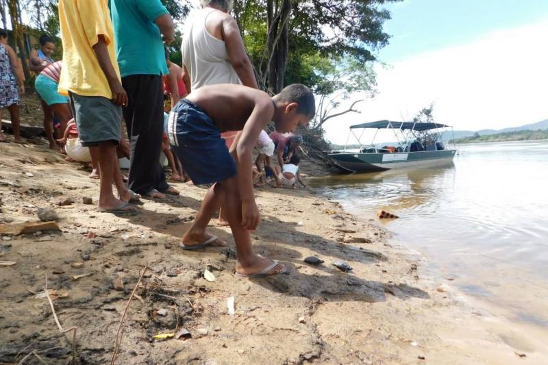 Mais de 2200 filhotes de tracajás e de tartarugas-da-amazônia foram soltos à beira do rio Araguaia na primeira semana de maio. A soltura foi realizada pela Gerência da Região Administrativa do Araguaia (GRA) do Instituto de Desenvolvimento Florestal e da Biodiversidade (Ideflor-bio), em parceira com o Instituto Ambiental Xambioá (IAX), no município de São Geraldo do Araguaia, no sudeste do Pará, e representou cerca 52% dos ovos de quelônios que foram resgatados em ações das instituições em 2017.
FOTO: ASCOM IDEFLOR-BIO
DATA: 08.05.2018
SÃO GERALDO DO ARAGUAIA - PARÁ <div class='credito_fotos'>Foto: ASCOM SEMAS | <a href='/midias/2018/originais/3b7375fd-0494-4294-80c1-996516eb3455.jpg' download><i class='fa-solid fa-download'></i> Download</a></div>