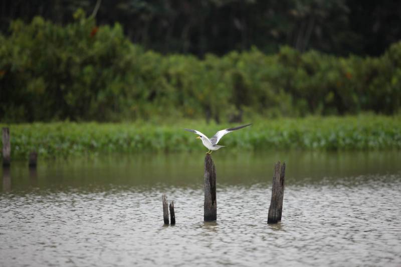 O Parque Estadual do Utinga (PEUt) o mais importante espaço de preservação e estudo da biodiversidade dentro da Região Metropolitana de Belém será reaberto à população a partir desta sexta,16, a partir das 16h30, com apresentações artísticas, com o Boi Veludinho, crianças do Pro Paz e a premiada Orquestra Sinfônica do Theatro da Paz. A apresentação será em um espaço ao ar livre e não será necessária a retirada de ingressos, por esse motivo, a recomendação é que o público chegue cedo, porque a entrada será fechada quando o espaço estiver lotado.
FOTO: THIAGO GOMES / AG. PARÁ
DATA: 16.03.2018
BELÉM - PARÁ <div class='credito_fotos'>Foto: Thiago Gomes /Ag. Pará | <a href='/midias/2018/originais/3e9d7b1b-813a-46dd-ab02-d9a7a504667f.jpg' download><i class='fa-solid fa-download'></i> Download</a></div>