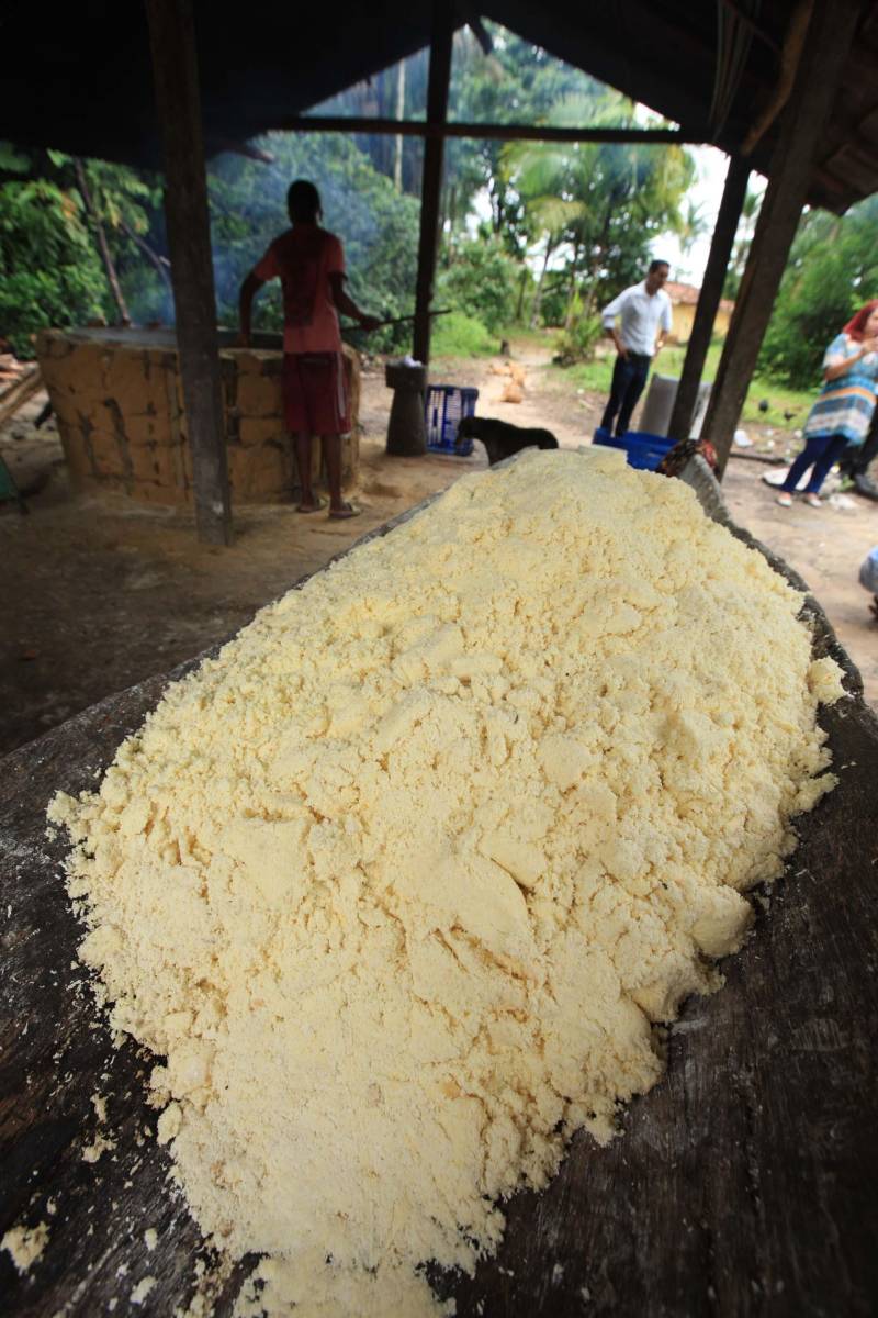 O dia começa cedo para a família do agricultor Adilson dos Santos, 33 anos. Produtores de mandioca da comunidade quilombola Boa Vista do Itá, de Santa Izabel do Pará, região metropolitana de Belém, eles são o retrato de uma tradição que vem se perpetuando por gerações e garantindo na mesa dos paraenses o produto que é a base alimentar do Estado. Do plantio ao beneficiamento, o lavrador herdou do pai a cultura que hoje é a principal fonte de renda da vila, onde vivem cerca de 50 famílias. No Pará, 96% da mandioca produzida vem da agricultura familiar. “Mandioca é pop, mandioca é tudo”, brinca Adilson. Ele está certo. Os produtos derivados da planta são diversos e ajudam a compor alguns dos pratos típicos mais conhecidos da região. Quase onipresente na mesa do paraense, a farinha é, muitas vezes, o alimento principal, nos sete dias da semana. Mas para chegar até as nossas casas, é preciso muito esforço e dedicação, aliado ao emprego de pesquisa e investimentos cada vez maiores do poder público. O conhecimento empírico do homem do campo hoje recebe o apoio de novas tecnologias e técnicas de plantio, que resultam em mais qualidade e produtividade.
FOTO: MÁCIO FERREIRA / AG PARÁ
DATA: 25.02.2018
SANTA IZABEL DO PARÁ
<div class='credito_fotos'>Foto: MÁCIO FERREIRA/ AG. PARÁ | <a href='/midias/2018/originais/3facf826-fce1-43d5-8405-6332c8cda193.jpg' download><i class='fa-solid fa-download'></i> Download</a></div>