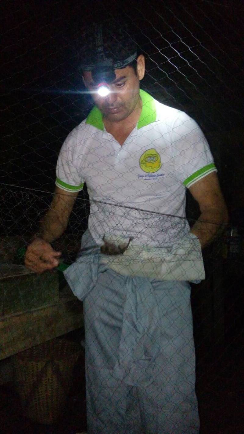 A Secretaria de Saúde de Anajás realizou, no mês passado, uma ação voltada à investigação e prevenção da raiva humana na zona rural do município, mais especificamente no igarapé Saparará e suas localidades. A iniciativa visou combater a raiva humana transmitida por cães, gatos e morcegos e controlar a raiva canina e felina. A ação atendeu a notificação de agente comunitário de saúde (ACS) sobre mordedura de morcegos em humanos e em animais. Além da prevenção com a vacinação, houve captura de morcegos (foto) e atividade de educação sanitária. Em Anajás, não foi detectado caso de raiva, mas devido ao vírus circulante na região foi feita a profilaxia da raiva humana e animal, conforme as condutas previstas na área da saúde, incluindo o ciclo silvestre da raiva. Cerca de 80 cães e três gatos foram vacinados, além da imunização na população local. A ação teve o apoio da Secretaria do Estado de Saúde Pública (Sespa).
FOTO: ASCOM / PREFEITURA DE ANAJÁS
DATA: 21.06.2018
ANAJÁS - PARÁ <div class='credito_fotos'>Foto: ASCOM / PREFEITURA DE ANAJÁS | <a href='/midias/2018/originais/40949cb7-182c-44cd-b4d1-d7f5a617a2f2.jpg' download><i class='fa-solid fa-download'></i> Download</a></div>