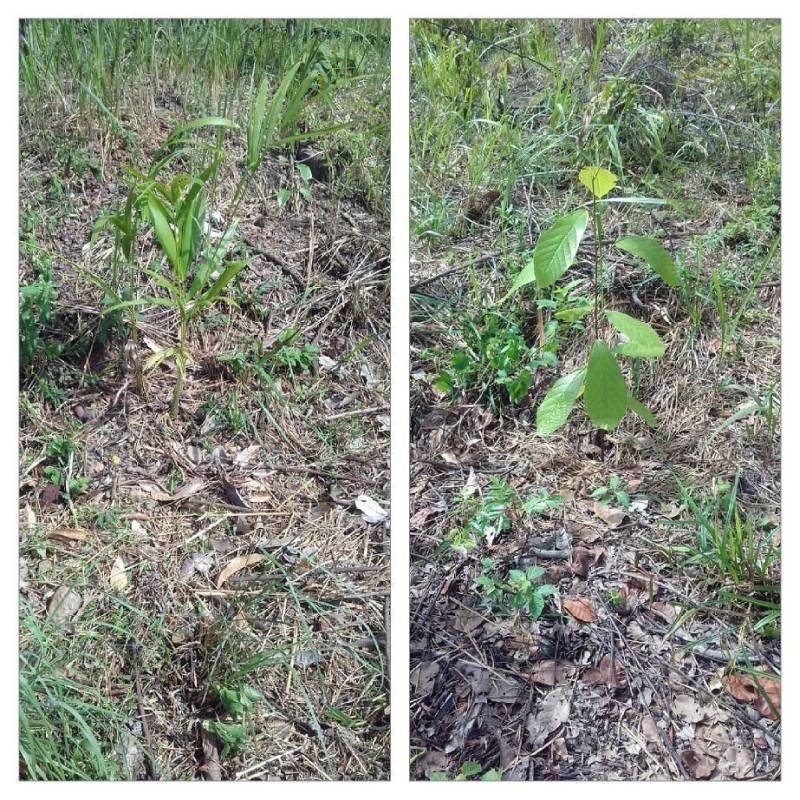 O Escritório Regional do Carajás, vinculado ao Instituto de Desenvolvimento Florestal e da Biodiversidade (Ideflor-bio), encerra nesta quarta-feira (18) uma série de ações nos municípios de Ulianópolis e Paragominas, sudeste paraense. As ações buscam apresentar a agricultores o Projeto de Restauração Florestal Através de Sistemas Agroflorestais (Prosaf) e também vistoriar viveiros implantados pelo Ideflor-bio. Em Ulianópolis, a ação aconteceu na comunidade Boa Esperança, que já recebeu um viveiro de mudas. Segundo o gerente do Escritório Regional do Carajás, Cleberson Salomão, a ida à comunidade, no dia 16, serviu para formar um grupo de agricultores rurais para a realização de atividades do Prosaf.
FOTO: ASCOM / IDEFLOR
DATA: 18.04.2018
ULIANÓPOLIS - PARÁ <div class='credito_fotos'>Foto: Ascom Ideflor | <a href='/midias/2018/originais/41cce5f1-531f-4a71-bc95-a72888e45b2b.jpg' download><i class='fa-solid fa-download'></i> Download</a></div>