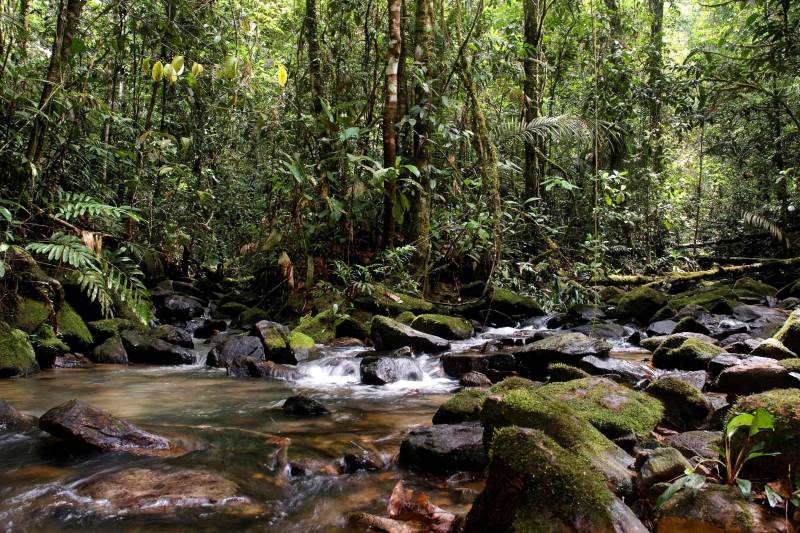 O projeto ?Ferramenta Sisuc (Sistema de Indicadores Socioambientais para Unidades de Conservação) como estratégia para fortalecimento do Mosaico da Calha Norte? foi aprovado pelo Ministério do Meio Ambiente (MMA), no âmbito do Programa Áreas Protegidas da Amazônia (Arpa). Elaborado pelo Instituto de Desenvolvimento Florestal e da Biodiversidade do Estado do Pará (Ideflor-bio), o projeto será beneficiado pelo programa do governo federal, que oferece apoio financeiro para a implantação de modelos inovadores de gestão em Unidades de Conservação (UC). Na foto, unidade de conservação Reserva Biológica Maicuru.

FOTO: ASCOM / IDEFLOR-BIO
DATA: 01.09.2016
BELÉM - PARÁ <div class='credito_fotos'>Foto: Ascom Ideflor-Bio   |   <a href='/midias/2018/originais/41ed1225-21be-46e5-a89a-031ec6362da0.jpg' download><i class='fa-solid fa-download'></i> Download</a></div>