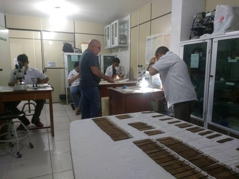 Pouca gente sabe, mas a Divisão de Entomologia do Laboratório Central do Estado (Lacen-PA) é responsável pelas pesquisas de campo que são fundamentais para o combate às endemias no Pará. A finalidade é observar e pesquisar o comportamento dos principais insetos transmissores de doenças como doença de Chagas, dengue, malária e leishmaniose e, assim, decidir qual a melhor estratégia de combate a ser usada. Tendo como responsável a bióloga entomologista Paoola Vieira, a Divisão trabalha, principalmente, integrada ao Departamento de Controle de Endemias da Secretaria de Estado de Saúde Pública (Sespa), setor que apresenta as demandas de ações de campo. "Trabalhamos com os vetores das principais endemias do estado: doenças de Chagas, leishmaniose, dengue e febre amarela. Então, o controle de todas as doenças transmitidas por vetores passa por aqui", informou Paoola. Na foto, análise de ovos de Aedes Aegypti.
FOTO: ASCOM / SESPA
DATA: 03.05.2018
<div class='credito_fotos'>Foto: ASCOM SESPA | <a href='/midias/2018/originais/44a430b1-97e6-412a-bb98-33136ab68dfc.jpg' download><i class='fa-solid fa-download'></i> Download</a></div>