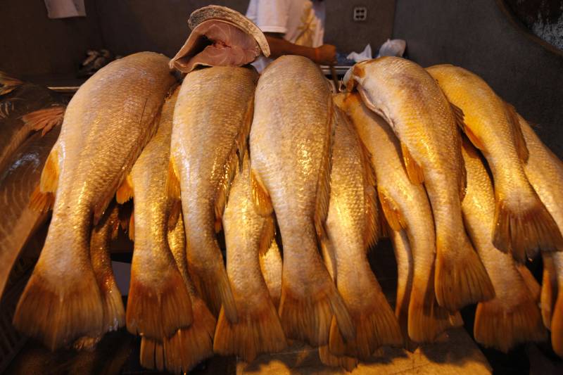 A proibição da saída do pescado durante a Semana Santa já vem sendo posta em prática há mais de duas décadas, mas, ao longo dos últimos anos, vem perdendo cada vez mais a eficácia. Na fato, pescado na feira do Ver-o-Peso.
FOTO: RODOLFO OLIVEIRA / ARQUIVO AG. PARÁ
DATA: 07.03.2018
BELÉM - PARÁ <div class='credito_fotos'>Foto: Rodolfo Oliveira/Ag. Pará | <a href='/midias/2018/originais/452ed17f-8b46-415c-bd44-5404b946057b.jpg' download><i class='fa-solid fa-download'></i> Download</a></div>