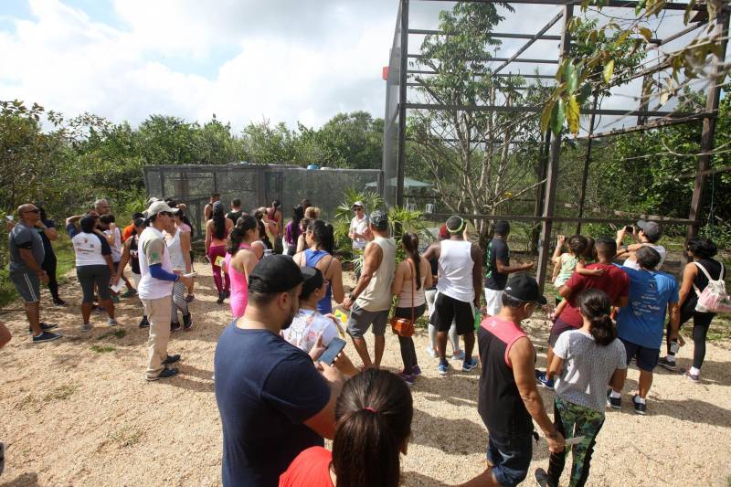 Uma reabertura feita a milhares de mãos. A fita inaugural colocada no inicio da trilha principal do Parque do Utinga foi rompida por mais de cinco mil pessoas ansiosas pelo inicio da caminhada, marcando o segundo dia da programação de reabertura do mais novo espaço paraense de lazer e interatividade com a natureza.
FOTO: SIDNEY OLIVEIRA / AG. PARÁ
DATA: 17.03.2018
BELÉM - PARÁ <div class='credito_fotos'>Foto: Sidney Oliveira/Ag. Pará | <a href='/midias/2018/originais/487f5367-405e-4217-8e1d-0270811e3545.jpg' download><i class='fa-solid fa-download'></i> Download</a></div>