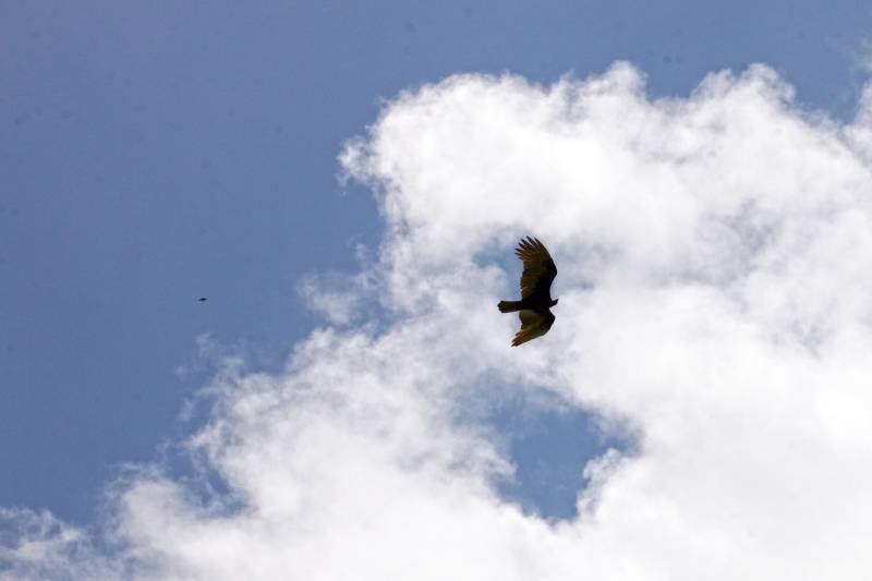 Com uma área equivalente a 1340 campos de futebol (1.340 hectares) o Parque Estadual do Utinga possui uma fauna (foto) exuberante com mais de 200 espécies de aves registradas e a maior biodiversidade de peixes em parques em todo o mundo com 90 espécies de peixes catalogadas.
FOTO: IGOR BRANDÃO / AG. PARÁ
DATA: 06.03.2018
BELÉM - PARÁ <div class='credito_fotos'>Foto: IGOR BRANDÃO / AG. PARÁ | <a href='/midias/2018/originais/49975213-5edb-4331-b759-f36b6f09aaaf.jpg' download><i class='fa-solid fa-download'></i> Download</a></div>