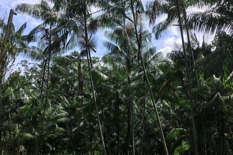 A pequena Comunidade de Ponta Negra (foto) é um daqueles lugares que parece saído diretamente de algum livro do escritor colombiano Gabriel García Márquez. Localizada às margens do Rio Guamá, com uma vista privilegiada da Alça Viária, a comunidade é composta por oito casas e aproximadamente 30 pessoas, todas elas ligadas por algum grau de parentesco, sanguíneo ou afetivo, com a dona Higina Pereira, de 82 anos, matriarca, líder e fundadora da comunidade. A Ponta Negra, parte do Refúgio de Vida Silvestre (Revis) Metrópole da Amazônia, é uma das comunidades atendidas pelo projeto AgroVárzea, realizado pela Gerência da Região Administrativa de Belém (GRB) do Instituto de Desenvolvimento Florestal e da Biodiversidade (Ideflor-bio). Na última quarta-feira, 28, a comunidade recebeu uma comitiva de servidores da GRB. A visita teve o objetivo de apresentar a nova equipe técnica do projeto e também ouvir, da comunidade, as demandas e anseios para a realização do AgroVárzea em 2018.
FOTO: ASCOM / IDEFLOR
DATA: 29.03.2018
ALÇA VIÁRIA - PARÁ <div class='credito_fotos'>Foto: Ascom Ideflor | <a href='/midias/2018/originais/4dac0efa-9ba0-4e08-872f-d8ec83130b3f.jpg' download><i class='fa-solid fa-download'></i> Download</a></div>