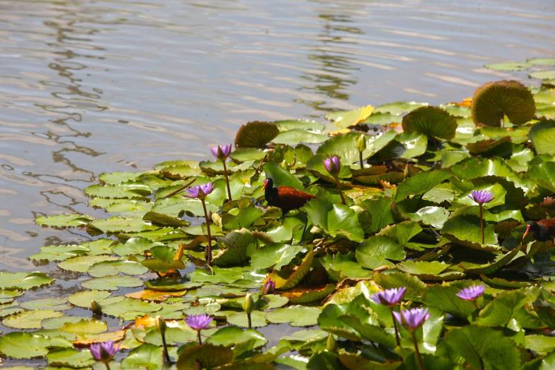 A floresta amazônica abriga aproximadamente 30 milhões espécies de vegetais, dentre esses as de maior destaque são a castanheira, a seringueira, o cacaueiro e um dos símbolos da Amazônia, a vitória-régia. No Parque Estadual do Utinga (Peut) -reaberto ao público pelo governo do Estado nos próximos dias 16 e 17 de março – em uma área de 1.393,088 hectares, é possível encontrar representantes dessas mesmas espécies. Criado para proporcionar um espaço de lazer à comunidade, o Peut é um verdadeiro laboratório desta biodiversidade.
FOTO: IGOR BRANDÃO / AG PARÁ
DATA: 13.03.2018
BELÉM - PARÁ <div class='credito_fotos'>Foto: IGOR BRANDÃO / AG. PARÁ | <a href='/midias/2018/originais/4e947b33-5bf4-4db5-b52b-43d1761f28ba.jpg' download><i class='fa-solid fa-download'></i> Download</a></div>