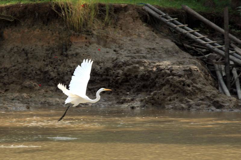 O Conselho Gestor da Área de Proteção Ambiental da Região Metropolitana de Belém (APA Belém, na foto), gerida pelo Instituto de Desenvolvimento Florestal e da Biodiversidade (Ideflor-bio) reuniu-se extraordinariamente na terça-feira, 15, no auditório do Parque Estadual do Utinga. A pauta da reunião foi à finalização do regimento interno do Conselho Gestor e também a criação de comissão especial para acompanhar o licenciamento de dois empreendimentos de infraestrutura elétrica que atravessarão o território da APA. O regimento interno do Conselho começou a ser debatido na reunião ordinária que aconteceu no dia 3 de maio. Na ocasião, também foram empossados os novos conselheiros da APA, que comporão o conselho durante os próximos dois anos. O regimento foi discutido por esses conselheiros nas duas reuniões e agora aguarda publicação oficial.
FOTO: RODOLFO OLIVEIRA / AG. PARÁ
DATA: 22.11.2017
BELÉM - PARÁ <div class='credito_fotos'>Foto: Rodolfo Oliveira/Ag. Pará | <a href='/midias/2018/originais/4ee75e8f-077e-444d-875a-f295bb3010c5.jpg' download><i class='fa-solid fa-download'></i> Download</a></div>