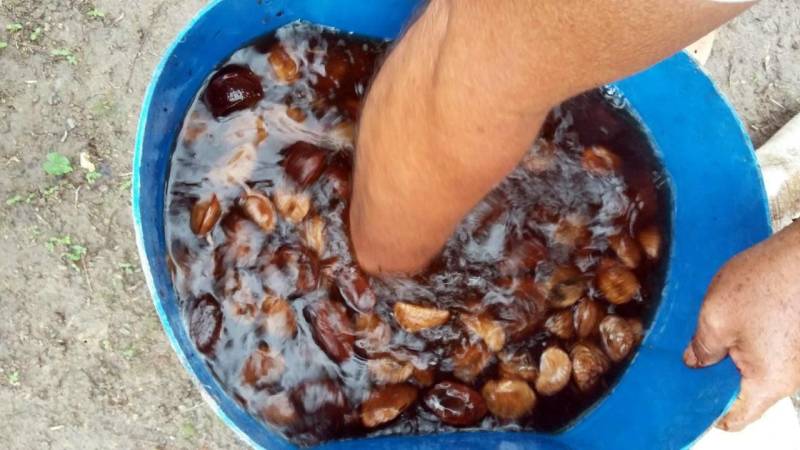 Terminou nesta sexta-feira (13), no município de Mojuí dos Campos, na região do Baixo Amazonas, a oficina (foto) para produção de mudas de castanha-do-Pará e Ipê. A capacitação iniciou na última quarta-feira (11) e foi realizada pelo Escritório Regional do Baixo Amazonas do Instituto de Desenvolvimento Florestal e da Biodiversidade (Ideflor-bio), em parceria com a Empresa de Assistência Técnica e Extensão Rural do Pará (Emater), Secretaria de Desenvolvimento Agropecuário e da Pesca (Sedap), Prefeitura de Mojuí dos Campos e Cooperativa Mista Agroextrativista do Tapajós (Coomaplas). A ação busca incentivar a diversificação na produção de agricultores familiares e técnicos do município.
FOTO: SAMUEL ALVARENGA / SECOM
DATA: 13.04.2018
MOJUÍ DOS CAMPOS - PARÁ <div class='credito_fotos'>Foto: Samuel Alvarenga / Secom | <a href='/midias/2018/originais/50c47d39-7f46-46db-8c6d-551774f00373.jpg' download><i class='fa-solid fa-download'></i> Download</a></div>