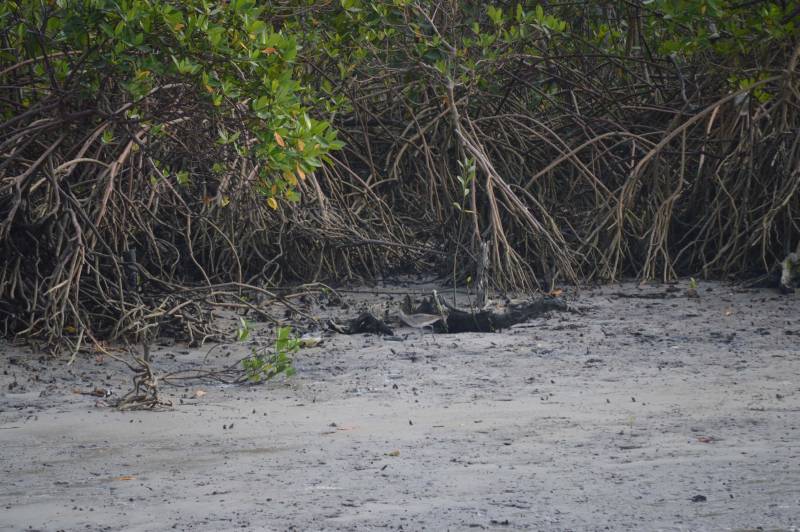 O Instituto de Desenvolvimento Florestal e da Biodiversidade (Ideflor-bio) publicou o Guia de Plantas da Área de Proteção Ambiental (APA) Algodoal-Maiandeua (foto) no FieldGuides, uma plataforma internacional para a indexação de espécies de plantas, animais, fungos, liquens e algas existentes no mundo. O FieldGuides é mantido pelo Field Museum Botanical Gardens em Chicago, nos Estados Unidos. O documento é ilustrado com fotos das diversas espécies vegetais e também com identificação do nome científico e família dessas plantas. O levantamento florístico que deu origem ao Guia começou a ser feito pela Gerência de Biodiversidade do Ideflor-bio em 2016, a partir de um projeto que previa a realização de diversas incursões fotográficas à APA Algodoal-Maiandeua.

FOTO: ASCOM / IDEFLOR-BIO
DATA: 20.12.2018
MARACANÃ - PARÁ
 <div class='credito_fotos'>Foto: Ascom Ideflor-Bio   |   <a href='/midias/2018/originais/50fce547-54ad-4944-9382-25ef6d13de69.jpg' download><i class='fa-solid fa-download'></i> Download</a></div>