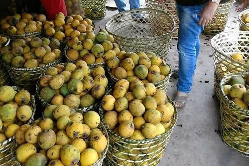 25 famílias extrativistas de bacuri (foto) de Augusto Corrêa, na região do Salgado, estão sendo incentivadas pelo escritório local da Empresa de Assistência Técnica e Extensão Rural do Estado do Pará (Emater) para melhorar a atividade, em termos de tecnologia e expansão.
FOTO: ASCOM EMATER
DATA: 02.05.2018
AUGUSTO CORRÊA - PARÁ <div class='credito_fotos'>Foto: ASCOM EMATER | <a href='/midias/2018/originais/547cbc25-3a80-48ec-87b5-b3c7d27f52d6.jpg' download><i class='fa-solid fa-download'></i> Download</a></div>