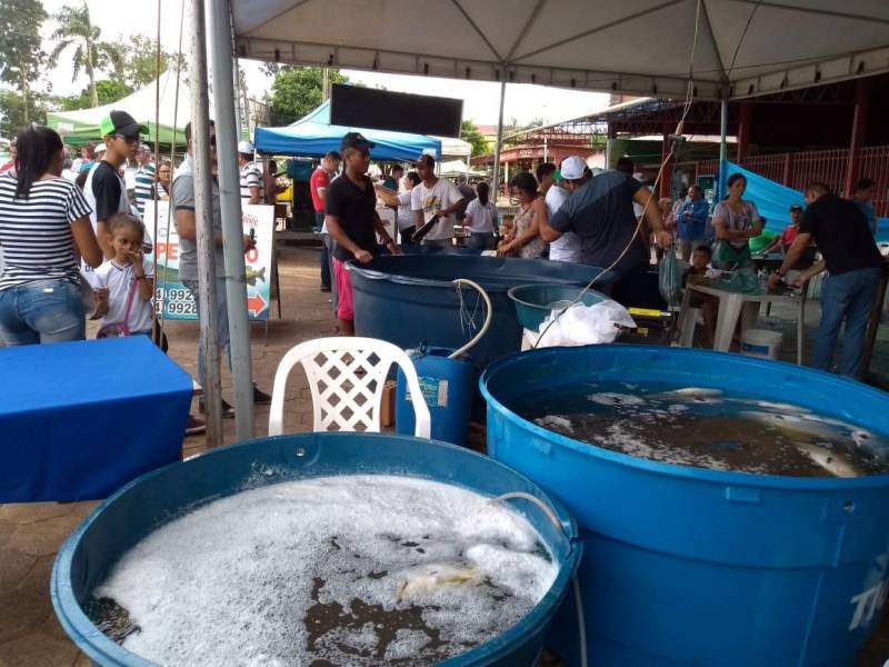 Assim como seu Paulo vários outros produtores estão aproveitando o período para vender ainda mais o produto. Dentro do calendário da semana santa, a Gerência Regional da Emater e da Secretaria de Desenvolvimento Agropecuário e da Pesca de Conceição do Araguaia com apoio dos municípios estão realizando, desta quinta-feira até domingo, a Feira do Pescado (foto) em Redenção, Xinguara, Água Azul do Norte, Tucumã e São Félix do Xingu. Segundo o gerente regional da Emater Luiz Flávio Cavalcante, a previsão é que sejam comercializadas 10 toneladas de várias espécies como caranha, tambaqui, piauaçú e pirarucu.
FOTO: KÉLIA SANTOS / ASCOM CRGSP
DATA: 29.03.2018
MARABÁ - PARÁ <div class='credito_fotos'>Foto: KÉLIA SANTOS / ASCOM CRGSP | <a href='/midias/2018/originais/54a81748-15e6-4b40-9261-3a152da9dc7f.jpg' download><i class='fa-solid fa-download'></i> Download</a></div>