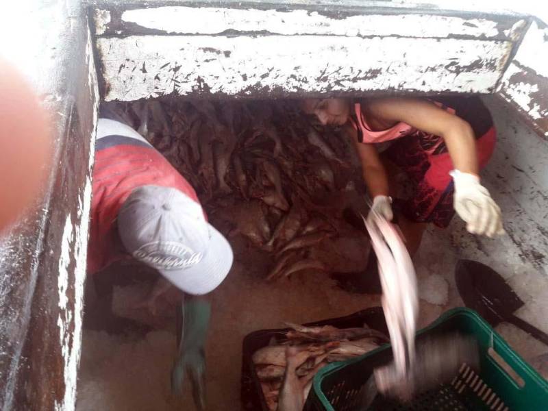 Quase 8 toneladas de pescado, das espécies mapará e pescada branca, foram apreendidas no Rio Amazonas por uma equipe de fiscalização ambiental da Secretaria de Estado de Meio Ambiente e Sustentabilidade (Semas), durante operação realizada no período do defeso, próximo ao município de Monte Alegre, no oeste paraense. Também participaram da operação equipes do Instituto de Desenvolvimento Florestal e da Biodiversidade do Estado do Pará (Ideflor-bio) e Batalhão de Policiamento Ambiental (BPA). Os fiscais da Semas interceptaram e apreenderam a embarcação que transportava o pescado ilegal e mais 14 malhadeiras (redes de pesca).
FOTO: ASCOM / SEMAS
DATA: 02.03.2018
BELÉM - PARÁ <div class='credito_fotos'>Foto: ASCOM SEMAS | <a href='/midias/2018/originais/54b7c48f-3901-47d0-ac33-28c1b542c84e.jpg' download><i class='fa-solid fa-download'></i> Download</a></div>