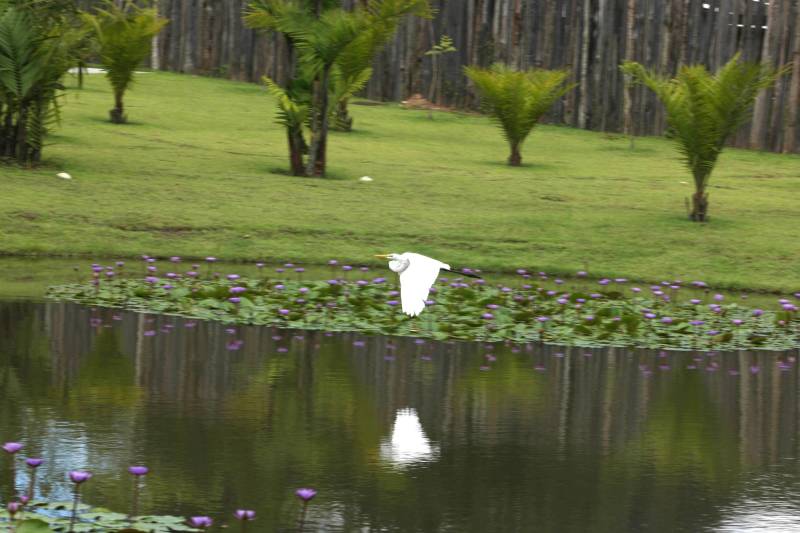 Com uma área equivalente a 1340 campos de futebol (1.340 hectares) o Parque Estadual do Utinga possui uma fauna exuberante com mais de 200 espécies de aves registradas e a maior biodiversidade de peixes em parques em todo o mundo com 90 espécies de peixes catalogadas.
FOTO: ANTONIO SILVA / AG. PARÁ
DATA: 03.03.2018
BELÉM - PARÁ <div class='credito_fotos'>Foto: ANTONIO SILVA / AG. PARÁ | <a href='/midias/2018/originais/56325bbf-f87c-48c5-a838-08f87fbbe899.jpg' download><i class='fa-solid fa-download'></i> Download</a></div>