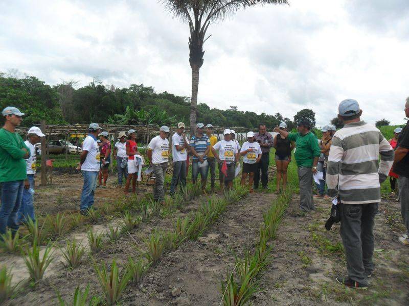 A proposta inicial do engenheiro agrônomo Jairo Eiras, supervisor do Regional da Emater em Capanema, nordeste paraense, de recuperar áreas alteradas de agricultores familiares no programa de autoabastecimento municipal, cresceu e ganhou novos elementos. A partir dela, foi possível implantar um sistema de agricultura itinerante com cultivos integrados e sustentáveis. Com isso, conseguiu-se ampliar a base produtiva local e regional, incorporando a criação de animais de pequeno porte, assegurando renda para núcleos familiares e tornando produções de alimentos autossuficientes, com implantação de campos de produção de mudas e quintais produtivos, interagindo com outros programas e projetos sociais. Em 2017, o projeto Quintais Produtivos (foto) teve o número de famílias participantes ampliado de 50 para 200. O engenheiro agrônomo Jairo Eiras informa que essa expansão se deve, principalmente, a inclusão do Projeto Água, que sugere o aproveitamento de recursos, como captação da água da chuva e a construção de poços artesanais. Além disso, a consolidação do município de Capanema na Rota Turística Belém-Bragança, sobretudo no papel de fornecedor de alimentos, também colaborou com esse crescimento.
FOTO: ASCOM / EMATER
DATA: 08.05.2018
CAPANEMA - PARÁ <div class='credito_fotos'>Foto: ASCOM EMATER | <a href='/midias/2018/originais/5a312c71-11ff-47de-85c6-e6c55db11f1a.jpg' download><i class='fa-solid fa-download'></i> Download</a></div>