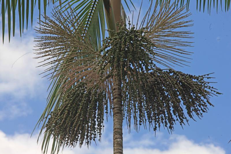 Fica no Pará a cidade que é conhecida como a capital mundial do açaí (foto). Igarapé-Miri, no Baixo Tocantins, localizada a cerca de 78 quilômetros de Belém, respira e vive do fruto que está na mesa do paraense há gerações. Com o desafio de transformar essa meca da produção açaizeira em uma potência industrial, o governo do Estado colocou o município na rota da Caravana Pará 2030, para apresentar aos empresários e produtores locais os benefícios de fazer parte do programa que traça novos horizontes e mercados para o açaí nosso de todo dia. Na última passagem da caravana por Igarapé-Miri, no mês passado, pelo menos sete empresas que hoje extraem a polpa do açaí buscaram informações junto à Secretaria de Estado de Desenvolvimento Econômico, Mineração e Energia (Sedeme) para saber mais sobre o programa de incentivos fiscais cujo objetivo é estimular a verticalização da produção. No município, três já são incentivadas: Amazon Palmitos Ltda., Nutrilatino Indústria e Comércio de Exportação e Importação Ltda. e Bony Açaí. As empresas que aderem ao programa recebem incentivo fiscal de até 95% e, em contrapartida, se comprometem a colocar no mercado produtos de maior valor agregado. “Precisamos deixar de ser um Estado meramente exportador de açaí in natura ou em polpa para nos tornarmos também um expoente na indústria. Hoje, grande parte do nosso fruto sai do Pará para ser industrializado em outros Estados. Ao trazer esse processo para cá, estaremos gerando empregos locais e promovendo o desenvolvimento”, defende o titular da Sedeme, Adnan Demachki.
FOTO: RODOLFO OLIVEIRA / AG. PARÁ
DATA: 16.03.2018
IGARAPÉ - MIRI - PARÁ <div class='credito_fotos'>Foto: Rodolfo Oliveira/Ag. Pará | <a href='/midias/2018/originais/5d15b826-71fd-4d4f-bf4d-2758c0e13ac7.jpg' download><i class='fa-solid fa-download'></i> Download</a></div>