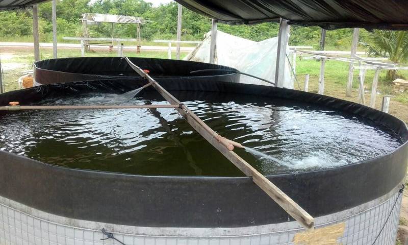 Um projeto-piloto em piscicultura, que diversifica a produção familiar e vai além de um sistema fechado de criação intensiva de peixes, reutilizando água pós-tratamento mecânico e biológico, vem sendo desenvolvido pela Empresa de Assistência Técnica e Extensão Rural do Pará (Emater), por meio de seu escritório local em Marapanim, no nordeste paraense. Segundo o engenheiro agrônomo Wilson Castro Rodrigues, chefe do escritório no município, o projeto também “contribui com o ecossistema, reduz a emissão de poluentes ambientais e a necessidade de uso de água e energia em grande quantidade, além de integrar lavoura e pecuária por ocupação de poucos espaços, permitindo renda extra aos pequenos agricultores”.
FOTO: ASCOM / EMATER
DATA: 20.04.2018
MARAPANIM - PARÁ <div class='credito_fotos'>Foto: ASCOM EMATER | <a href='/midias/2018/originais/5d8ecadf-0325-43c4-a857-c44ac55d1732.jpg' download><i class='fa-solid fa-download'></i> Download</a></div>