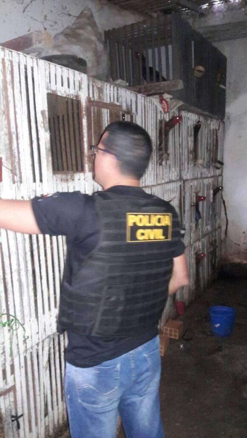 Combater maus-tratos e o comércio ilegal de animais silvestres nas cidades de Belém e Castanhal, na Região Metropolitana, foi o objetivo da operação "Arco e Flexa” pela Polícia Civil na manhã desta quinta-feira (26). Realizada por policiais civis da Divisão Especializada em Meio Ambiente (Dema), a ação contou com investigações sobre locais onde galos eram usados em rinhas e de cativeiros de aves silvestres, que eram comercializadas. As investigações que resultaram na operação foram coordenadas pelos delegados Rayrton Carneiro e Cláudio Gomes. Em Castanhal, no Bairro Nova Olinda, foram resgatados 42 galos da espécie Índio Brasileiros (foto), que eram mantidos em cativeiro e usados em rinhas, mediante apostas em dinheiro. Os galos resgatados, disse o delegado Luis Xavier, diretor da Dema, apresentam mutilações decorrentes das brigas e dos maus-tratos a quem eram submetidos.
FOTO: ASCOM / POLÍCIA CIVIL
DATA: 26.04.2018
CASTANHAL - PARÁ <div class='credito_fotos'>Foto: Ascom / Polícia Civil | <a href='/midias/2018/originais/5f8caf29-0a85-4971-bbca-4e1e136cf462.jpg' download><i class='fa-solid fa-download'></i> Download</a></div>