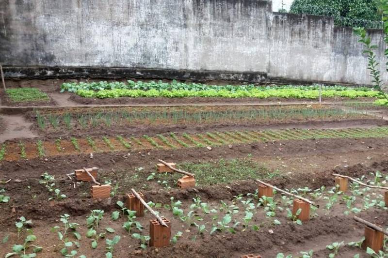 O Centro de Recuperação Agrícola Silvio Hall de Moura (CRASHM), localizado em Santarém, na região Oeste do Para, e ligado à Superintendência do Sistema Penitenciário do estado do Pará (Susipe), desenvolve projetos vinculados ao cultivo de hortaliças e plantas medicinais, tendo como público-alvo presos dos regimes fechado e semiaberto.

FOTO: ASCOM CRGBA
DATA: 26.11.2018
SANTARÉM - PARÁ <div class='credito_fotos'>Foto: ASCOM CRGSP   |   <a href='/midias/2018/originais/5fbb0369-b9f3-4819-b335-5dc56790e010.jpg' download><i class='fa-solid fa-download'></i> Download</a></div>