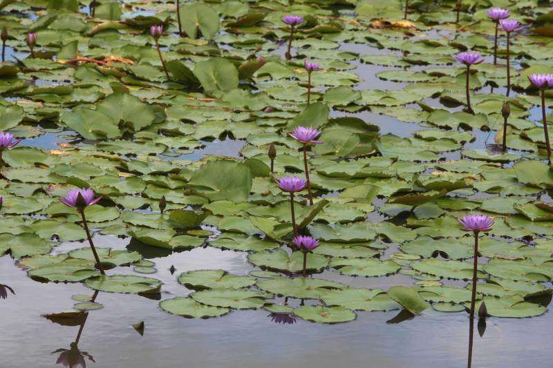 Com uma área equivalente a 1340 campos de futebol (1.340 hectares) o Parque Estadual do Utinga possui uma fauna exuberante com mais de 200 espécies de aves registradas e a maior biodiversidade de peixes em parques em todo o mundo com 90 espécies de peixes catalogadas.
FOTO: ANTONIO SILVA / AG. PARÁ
DATA: 03.03.2018
BELÉM - PARÁ <div class='credito_fotos'>Foto: IGOR BRANDÃO / AG. PARÁ | <a href='/midias/2018/originais/62422e30-d57b-40a0-b9fc-19f1dee69dfa.jpg' download><i class='fa-solid fa-download'></i> Download</a></div>