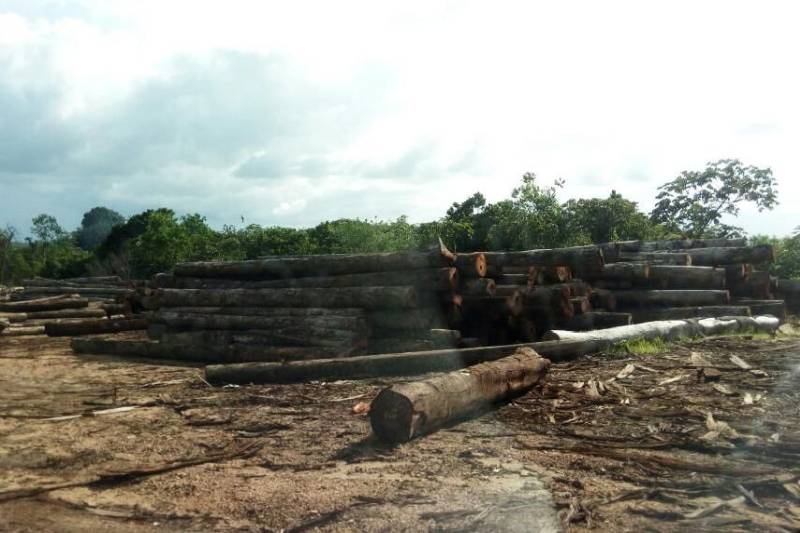 A interdição de serrarias clandestinas e apreensão de quase 3,5 mil metros cúbicos de madeira em toras, de várias espécies, foi o resultado da fiscalização feita pela Secretaria de Estado de Meio Ambiente e Sustentabilidade (Semas), no município de Santa Luzia do Pará, nordeste do Estado, na quarta-feira (7). O flagrante ocorreu depois de uma investigação da equipe de fiscais da Semas, que detectou a atividade ilícita no município. Quatro serrarias funcionavam totalmente irregulares na localidade de Vila Nazaré, em Santa Luzia. As serrarias não estão inscritas no sistema de Cadastro de Consumidores de Produtos Florestais (Ceprof), da Semas; não têm licença ambiental de operação e nem alvará de funcionamento, documentos indispensáveis à legalização da exploração florestal.
FOTO: ASCOM / SEMAS
DATA: 08.03.2018
SANTA LUZIA DO PARÁ <div class='credito_fotos'>Foto: ASCOM SEMAS | <a href='/midias/2018/originais/624927f8-74b3-4d0f-bb48-277e8b9b7ea3.jpg' download><i class='fa-solid fa-download'></i> Download</a></div>