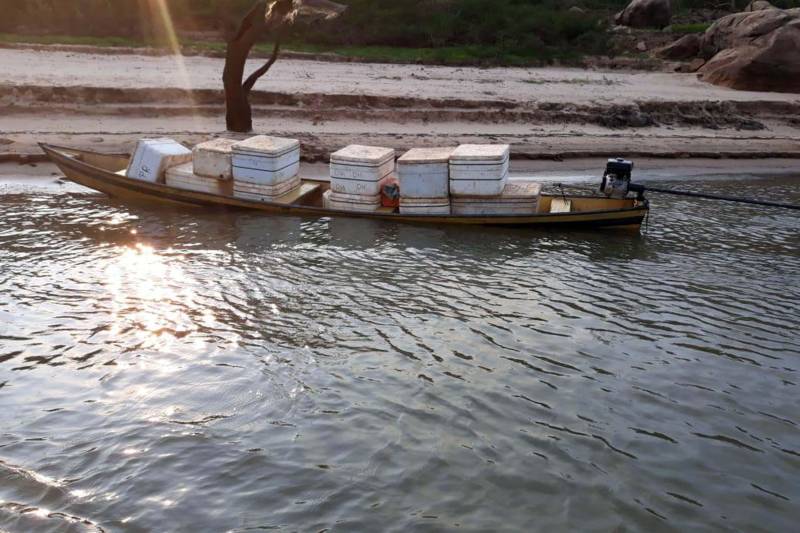 Mais de uma tonelada de peixes e 2 mil metros de malhadeiras irregulares foram apreendidas em mais uma missão de fiscalização na região do Mosaico Lago de Tucuruí, sudeste Paraense. A ação foi realizada pelo Instituto de Desenvolvimento Florestal e da Biodiversidade (Ideflor-bio), em parceria com a Secretaria Estadual de Meio Ambiente e Sustentabilidade (Semas), Polícia Militar - CPR IV, Eletronorte e as prefeituras de Tucuruí, Breu Branco, Goianésia do Pará, Jacundá, Itupiranga e Nova Ipixuna, municípios que compõem o Mosaico.
FOTO: ASCOM IDEFLOR
DATA: 16.11.2018
TUCURUÍ - PARÁ
<div class='credito_fotos'>Foto: Ascom Ideflor | <a href='/midias/2018/originais/6304cfae-1854-48b0-813c-ed116f9fd56e.jpg' download><i class='fa-solid fa-download'></i> Download</a></div>