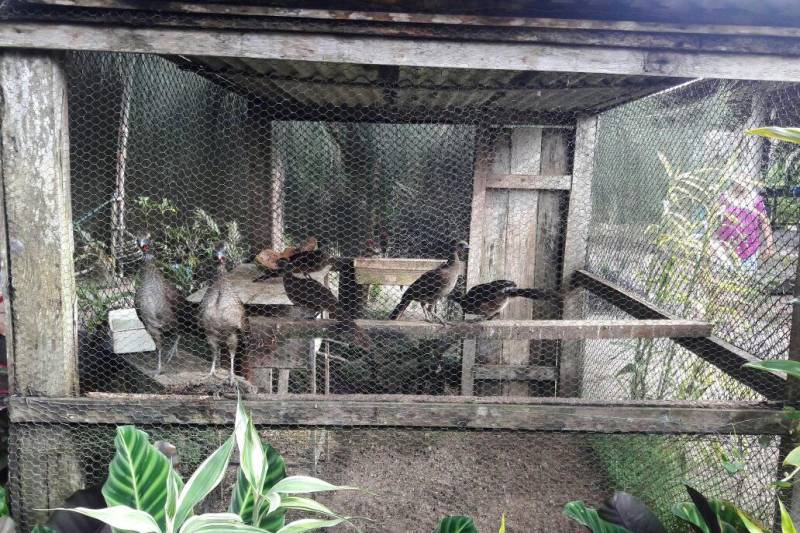 A Divisão Especializada em Meio Ambiente (Dema) da Polícia Civil deflagrou a operação denominada Kayapó, para apurar denúncias sobre a irregular criação e comércio de animais silvestres na cidade de Santa Luzia do Pará, nordeste do Estado.
FOTO: ASCOM POLICIA CIVIL
DATA: 11.05.2018
SANTA LUZIA DO PARÁ - PARÁ <div class='credito_fotos'>Foto: Ascom Polícia Civil | <a href='/midias/2018/originais/639231c7-9f1f-4447-a79f-a5fd391123fe.jpg' download><i class='fa-solid fa-download'></i> Download</a></div>