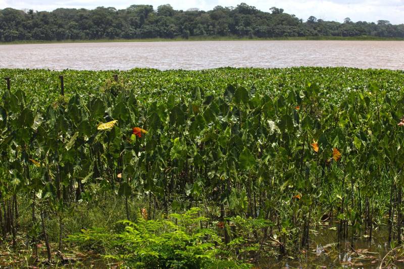 A floresta amazônica abriga aproximadamente 30 milhões espécies de vegetais, dentre esses as de maior destaque são a castanheira, a seringueira, o cacaueiro e um dos símbolos da Amazônia, a vitória-régia. No Parque Estadual do Utinga (Peut) -reaberto ao público pelo governo do Estado nos próximos dias 16 e 17 de março – em uma área de 1.393,088 hectares, é possível encontrar representantes dessas mesmas espécies. Criado para proporcionar um espaço de lazer à comunidade, o Peut é um verdadeiro laboratório desta biodiversidade.
FOTO: IGOR BRANDÃO / AG PARÁ
DATA: 13.03.2018
BELÉM - PARÁ <div class='credito_fotos'>Foto: IGOR BRANDÃO / AG. PARÁ | <a href='/midias/2018/originais/63afe087-e16e-46d3-8083-c40b9b074760.jpg' download><i class='fa-solid fa-download'></i> Download</a></div>