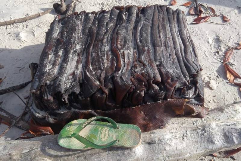Três volumes não identificados foram encontrados na quarta-feira (31/10), nas regiões da Praia da Princesa e Praia do Mupéua, na Ilha de Algodoal, município de Maracanã; e na praia de Ajuruteua, no município de Bragança, todas localizadas no nordeste paraense.
FOTO: ROSÂNGELA SOUZA / ASCOM IDEFLOR-BIO
DATA: 31.10.2018
MARACANÃ - PARÁ <div class='credito_fotos'>Foto: Ascom Ideflor-Bio | <a href='/midias/2018/originais/63c699de-7b66-4a0a-9265-68d4d44aedf8.jpg' download><i class='fa-solid fa-download'></i> Download</a></div>