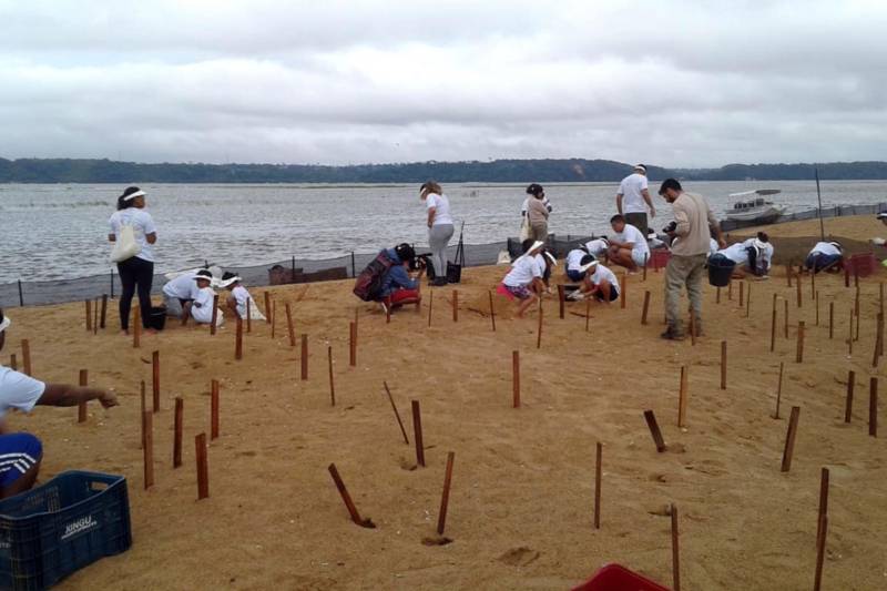 Mais de 300 mil tartarugas da Amazônia e tracajás nasceram, neste mês de dezembro, no Refúgio de Vida Silvestre Tabuleiro do Embaubal, em Senador José Porfírio, no sudeste paraense. O número já ultrapassa o alcançado no ano passado e expectativa é que, ao final do período de eclosão dos ovos, cerca de 500 mil novas tartaruguinhas ganhem os rios paraenses.

FOTO: ASCOM IDEFLOR
DATA: 26.12.2018
SENADOR JOSÉ PORFIRÍO - PARÁ <div class='credito_fotos'>Foto: Ascom Ideflor   |   <a href='/midias/2018/originais/63c91870-e75e-4745-a620-acbb95fd62ce.jpg' download><i class='fa-solid fa-download'></i> Download</a></div>