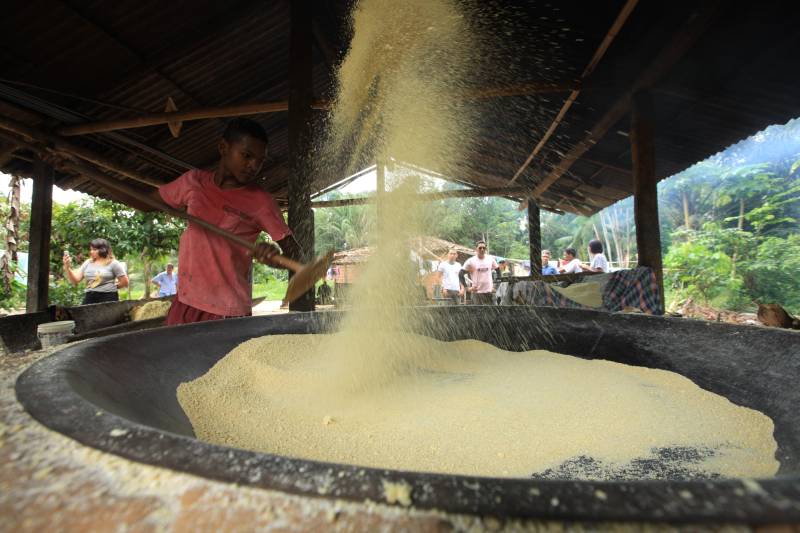 O múltiplo aproveitamento da mandioca será um dos temas do congresso que ocorrerá em Belém, de 12 a 16 de março. Além dos vários tipos de farinha, do tucupi e da goma, que estão entre os produtos derivados mais consumidos pelo paraense, a raiz da mandioca é hoje aproveitada na alimentação animal
FOTO: MÁCIO FERREIRA / ARQUIVO AG. PARÁ
DATA: 03.03.2018
SANTA ISABEL DO PARÁ - PARÁ <div class='credito_fotos'>Foto: MÁCIO FERREIRA/ AG. PARÁ | <a href='/midias/2018/originais/64000398-4f1a-4bf2-8ab1-03a8a82576bd.jpg' download><i class='fa-solid fa-download'></i> Download</a></div>