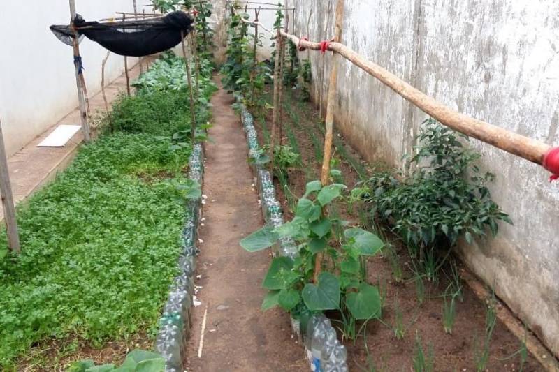 O Centro de Recuperação Agrícola Silvio Hall de Moura (CRASHM), localizado em Santarém, na região Oeste do Para, e ligado à Superintendência do Sistema Penitenciário do estado do Pará (Susipe), desenvolve projetos vinculados ao cultivo de hortaliças e plantas medicinais, tendo como público-alvo presos dos regimes fechado e semiaberto.

FOTO: ASCOM CRGBA
DATA: 26.11.2018
SANTARÉM - PARÁ <div class='credito_fotos'>Foto: ASCOM CRGSP   |   <a href='/midias/2018/originais/6522bc87-ab30-4321-90d0-040a95a8ee8d.jpg' download><i class='fa-solid fa-download'></i> Download</a></div>