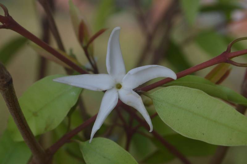 O Instituto de Desenvolvimento Florestal e da Biodiversidade (Ideflor-bio) publicou o Guia de Plantas da Área de Proteção Ambiental (APA) Algodoal-Maiandeua no FieldGuides, uma plataforma internacional para a indexação de espécies de plantas, animais, fungos, liquens e algas existentes no mundo. O FieldGuides é mantido pelo Field Museum Botanical Gardens em Chicago, nos Estados Unidos. O documento é ilustrado com fotos das diversas espécies vegetais e também com identificação do nome científico e família dessas plantas. O levantamento florístico (foto) que deu origem ao Guia começou a ser feito pela Gerência de Biodiversidade do Ideflor-bio em 2016, a partir de um projeto que previa a realização de diversas incursões fotográficas à APA Algodoal-Maiandeua.

FOTO: ASCOM / IDEFLOR-BIO
DATA: 20.12.2018
MARACANÃ - PARÁ
 <div class='credito_fotos'>Foto: Ascom Ideflor-Bio   |   <a href='/midias/2018/originais/6587e098-824e-4d93-abeb-db0a0164ce0e.jpg' download><i class='fa-solid fa-download'></i> Download</a></div>