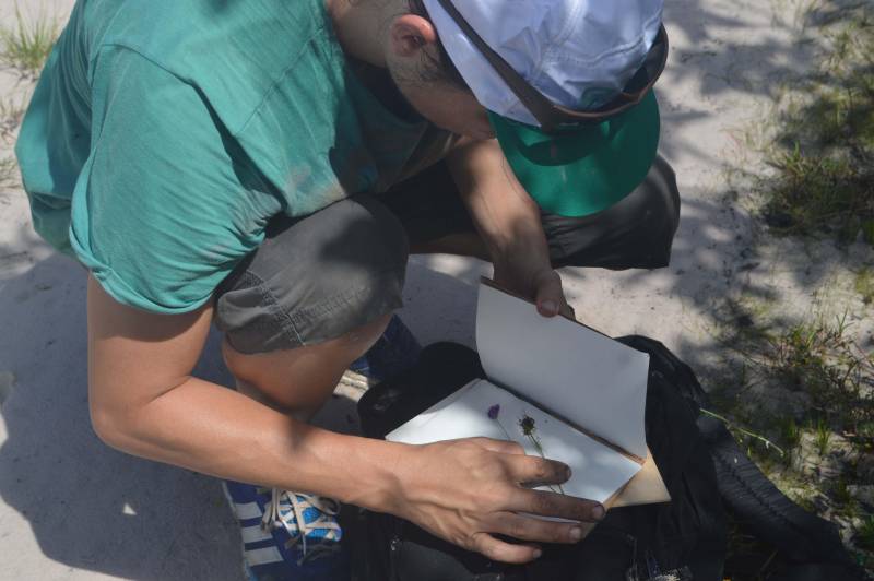 O Instituto de Desenvolvimento Florestal e da Biodiversidade (Ideflor-bio) publicou o Guia de Plantas da Área de Proteção Ambiental (APA) Algodoal-Maiandeua no FieldGuides, uma plataforma internacional para a indexação de espécies de plantas, animais, fungos, liquens e algas existentes no mundo. O FieldGuides é mantido pelo Field Museum Botanical Gardens em Chicago, nos Estados Unidos. O documento é ilustrado com fotos das diversas espécies vegetais e também com identificação do nome científico e família dessas plantas. O levantamento florístico (foto) que deu origem ao Guia começou a ser feito pela Gerência de Biodiversidade do Ideflor-bio em 2016, a partir de um projeto que previa a realização de diversas incursões fotográficas à APA Algodoal-Maiandeua.

FOTO: ASCOM / IDEFLOR-BIO
DATA: 20.12.2018
MARACANÃ - PARÁ
 <div class='credito_fotos'>Foto: Ascom Ideflor-Bio   |   <a href='/midias/2018/originais/67034b8d-ff9e-4425-bf4e-c7380da7c12a.jpg' download><i class='fa-solid fa-download'></i> Download</a></div>