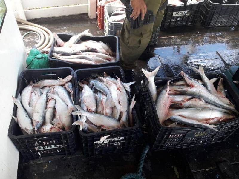 Quase 8 toneladas de pescado, das espécies mapará e pescada branca, foram apreendidas no Rio Amazonas por uma equipe de fiscalização ambiental da Secretaria de Estado de Meio Ambiente e Sustentabilidade (Semas), durante operação realizada no período do defeso, próximo ao município de Monte Alegre, no oeste paraense. Também participaram da operação equipes do Instituto de Desenvolvimento Florestal e da Biodiversidade do Estado do Pará (Ideflor-bio) e Batalhão de Policiamento Ambiental (BPA). Os fiscais da Semas interceptaram e apreenderam a embarcação que transportava o pescado ilegal e mais 14 malhadeiras (redes de pesca).
FOTO: ASCOM / SEMAS
DATA: 02.03.2018
BELÉM - PARÁ <div class='credito_fotos'>Foto: ASCOM SEMAS | <a href='/midias/2018/originais/6731a520-05bb-4f2b-948a-60b66a159e59.jpg' download><i class='fa-solid fa-download'></i> Download</a></div>