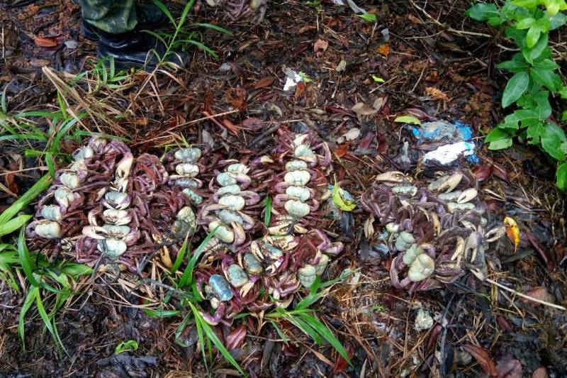 A fiscalização ambiental da Secretaria de Estado de Meio Ambiente e Sustentabilidade (Semas) apreendeu cerca de dois mil caranguejos durante uma operação de proteção ao período de defeso, que percorreu diversos municípios em janeiro e fevereiro.
FOTO: ASCOM SEMAS
DATA: 22.02.2018 <div class='credito_fotos'>Foto: ASCOM SEMAS | <a href='/midias/2018/originais/67add4f2-c0f7-4cf1-b5b5-8bbea269c640.jpg' download><i class='fa-solid fa-download'></i> Download</a></div>