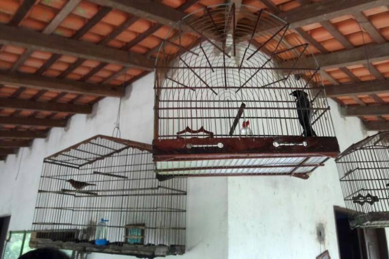 A Divisão Especializada em Meio Ambiente (Dema) da Polícia Civil deflagrou a operação denominada Kayapó, para apurar denúncias sobre a irregular criação e comércio de animais silvestres na cidade de Santa Luzia do Pará, nordeste do Estado.
FOTO: ASCOM POLICIA CIVIL
DATA: 11.05.2018
SANTA LUZIA DO PARÁ - PARÁ <div class='credito_fotos'>Foto: Ascom Polícia Civil | <a href='/midias/2018/originais/6809428a-5554-43b6-ad3d-45caeb438ca9.jpg' download><i class='fa-solid fa-download'></i> Download</a></div>