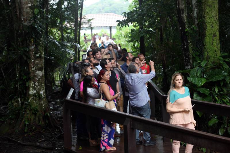 Jornalistas, influenciadores digitais e membros da sociedade civil organizada participaram, nesta quinta-feira (15), da visita guiada ao Parque Estadual do Utinga (Peut) que será inaugurado na sexta-feira (16), às 16h30. Os convidados foram recebidos pelo secretário estadual de Cultura, o arquiteto Paulo Chaves; pelo presidente do Ideflor-bio, Thiago Novaes; pelo gerente do Peut, Julio Meyer; pelo secretário de comunicação, Daniel Nardin e pelo representante da diretoria da Unidade de Conservação do Parque, Wendel Andrade. O evento começou às 9h com a apresentação das melhorias feitas no espaço durante as obras, dos serviços que funcionarão no local e de algumas normas de utilização desse novo equipamento.
FOTO: SIDNEY OLIVEIRA / AG. PARÁ
DATA: 15.03.2018
BELÉM - PARÁ <div class='credito_fotos'>Foto: Sidney Oliveira/Ag. Pará | <a href='/midias/2018/originais/68cb5415-2d7f-4545-ae0b-bc286044b83f.jpg' download><i class='fa-solid fa-download'></i> Download</a></div>
