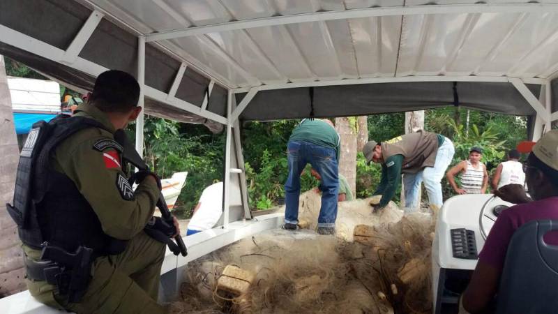 A apreensão de mais de 30 mil metros de malhas (foto) de pesca irregulares (com orifícios no tamanho 5, 6 e 7) e de outros petrechos ilegais utilizados na pesca predatória, como amarradores, telões, arpões e armas, foi o resultado da operação de fiscalização ambiental Limpa Lago, realizada pelo Instituto de Desenvolvimento Florestal e da Biodiversidade (Ideflor-bio) na região do Mosaico Lago de Tucuruí, no sudeste paraense. A operação, iniciada em 8 de março, foi encerrada nesta quarta-feira (28). Segundo Mariana Bogéa, gerente da Região Administrativa do Mosaico do Lago de Tucuruí (GRTUC/Ideflor-bio), as ações de fiscalização têm o objetivo de proteger os peixes em fases críticas, como a reprodução e as épocas de maior crescimento. “Nós asseguramos, com a fiscalização, a preservação da biodiversidade aquática e a renovação dos estoques pesqueiros para os anos seguintes”, explicou.
FOTO: ASCOM / IDEFLOR
DATA: 29.03.2018
TUCURUÍ - PARÁ <div class='credito_fotos'>Foto: Ascom Ideflor | <a href='/midias/2018/originais/6997c0b1-9b33-4993-87ed-c104bcfaab15.jpg' download><i class='fa-solid fa-download'></i> Download</a></div>