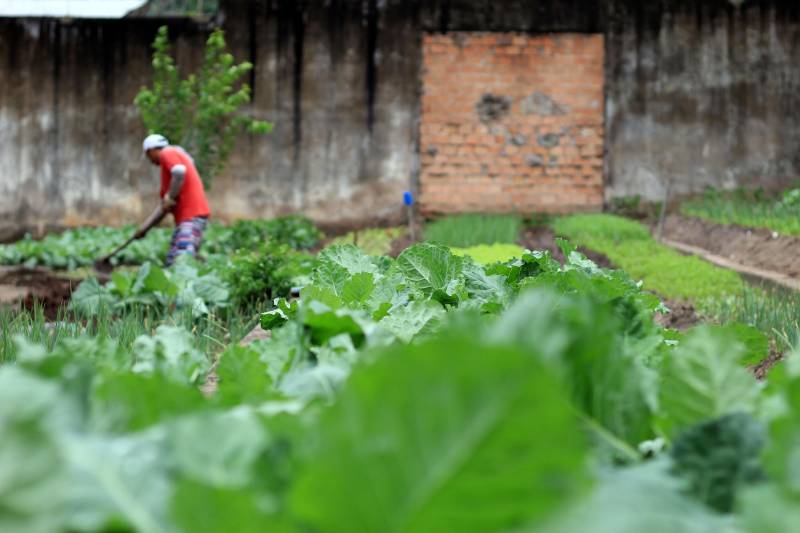 Uma alimentação saudável e rica em nutrientes faz parte da dieta das crianças atendidas pela Associação de Pais e Amigos dos Excepcionais – Apae, localizada no município de Santarém, que por meio de uma parceria com a Superintendência do Sistema Penitenciário do Estado (Susipe) recebe quinzenalmente, doações de hortaliças produzidas por internos do Centro de Recuperação Agrícola Silvio Hall de Moura (CRSHM).

FOTO: VELOSO JÚNIOR / ASCOM SUSIPE
DATA: 28.12.2018
SANTARÉM - PARÁ <div class='credito_fotos'>Foto: Veloso Junior / Ascom Susipe   |   <a href='/midias/2018/originais/6a2bb197-530f-4e4a-bf1f-80a25f04937c.jpg' download><i class='fa-solid fa-download'></i> Download</a></div>