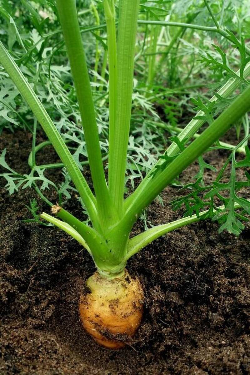 Cultivares como cenoura (foto), pepino, tomate cereja e repolho, produzidos com técnicas agroecológicas por famílias de agricultores de áreas de assentamento do Pará, já começam a ocupar espaço nas feiras dos municípios da região nordeste, resultado do Projeto Pará Produtivo, coordenado pela Secretaria de Estado de Desenvolvimento Agropecuário e da Pesca (Sedap) e executado em parceria com a Empresa de Assistência Técnica e Extensão Rural (Emater) e prefeituras.
FOTO: ASCOM SEDAP
DATA: 12.05.2018 <div class='credito_fotos'>Foto: Ascom Sedap | <a href='/midias/2018/originais/6b429781-44d6-48ec-bef2-4645d9e164d5.jpg' download><i class='fa-solid fa-download'></i> Download</a></div>