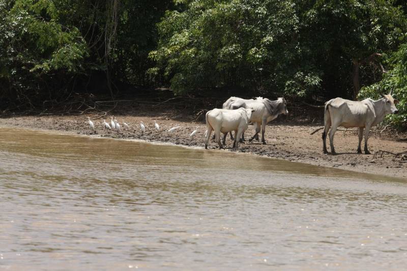 Inspiração para o livro "Chove nos Campos de Cachoeira" do escritor Dalcídio Jurandir, a bela cidade de Cachoeira do Arari, no arquipélago do Marajó, celebrará 185 anos de emancipação política, no próximo dia 10 de maio. Dalcídio morou toda a sua infância no município. A cidade também é o berço de uma das maiores cantoras e compositoras da música paraense, Dona Onete. Esses são alguns detalhes do município, que terá várias ações sociais, cívicas, esportivas e shows culturais, nas comemorações da data de aniversário. A programação se inicia na noite desta terça-feira (08), com a apresentação da banda “Gilmarajoara Bruno Saudade e Cia”. A partir de amanhã, serão ofertados serviços de emissão de documentos, exames de sangue, corte de cabelo, manicure e pedicure, atendimento preventivo odontológico de crianças e até doação de prêmios serão ofertados à população. Os embalos musicais continuam até quinta-feira, 10, com as bandas “Quero Mais”, “Bruno e Trio”, além de muitos grupos locais.
FOTO: RODOLFO OLIVEIRA / ARQUIVO AG. PARÁ
DATA: 03.10.2013
CACHOEIRA DO ARARI - PARÁ <div class='credito_fotos'>Foto: Agência Pará | <a href='/midias/2018/originais/6bbd3cc3-128f-48da-b5bf-2d0e02cc71a8.jpg' download><i class='fa-solid fa-download'></i> Download</a></div>